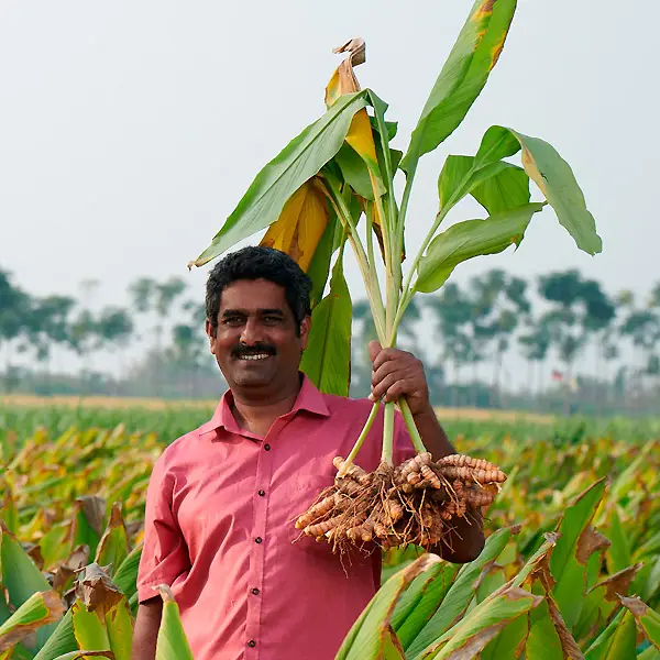 A man in a pink shirt stands in a field, smiling, while holding up a freshly harvested turmeric plant with roots and leaves visible. The background shows a lush field with palm trees in the distance.