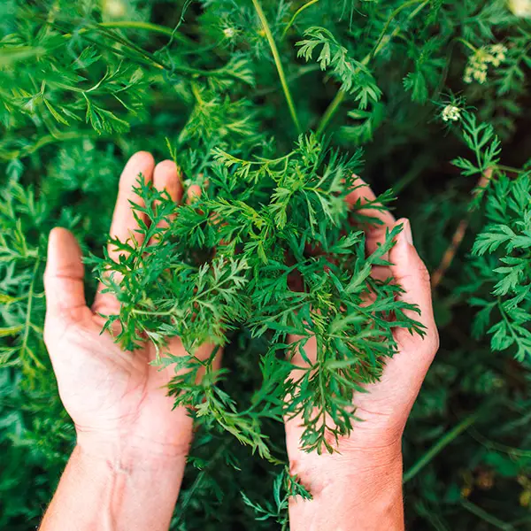 Hands gently holding a lush bunch of green carrot tops, surrounded by more green foliage.